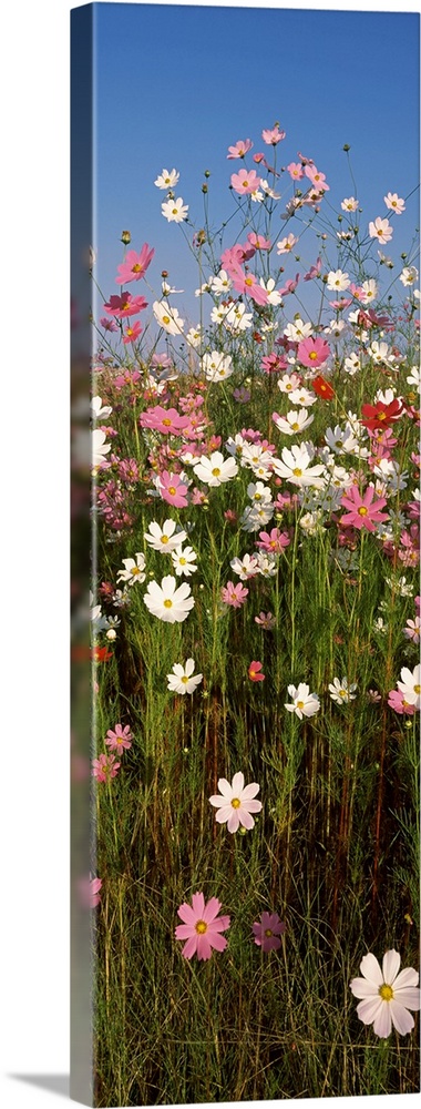 Mexican asters Cosmos bipinnatus blooming in a field South Africa