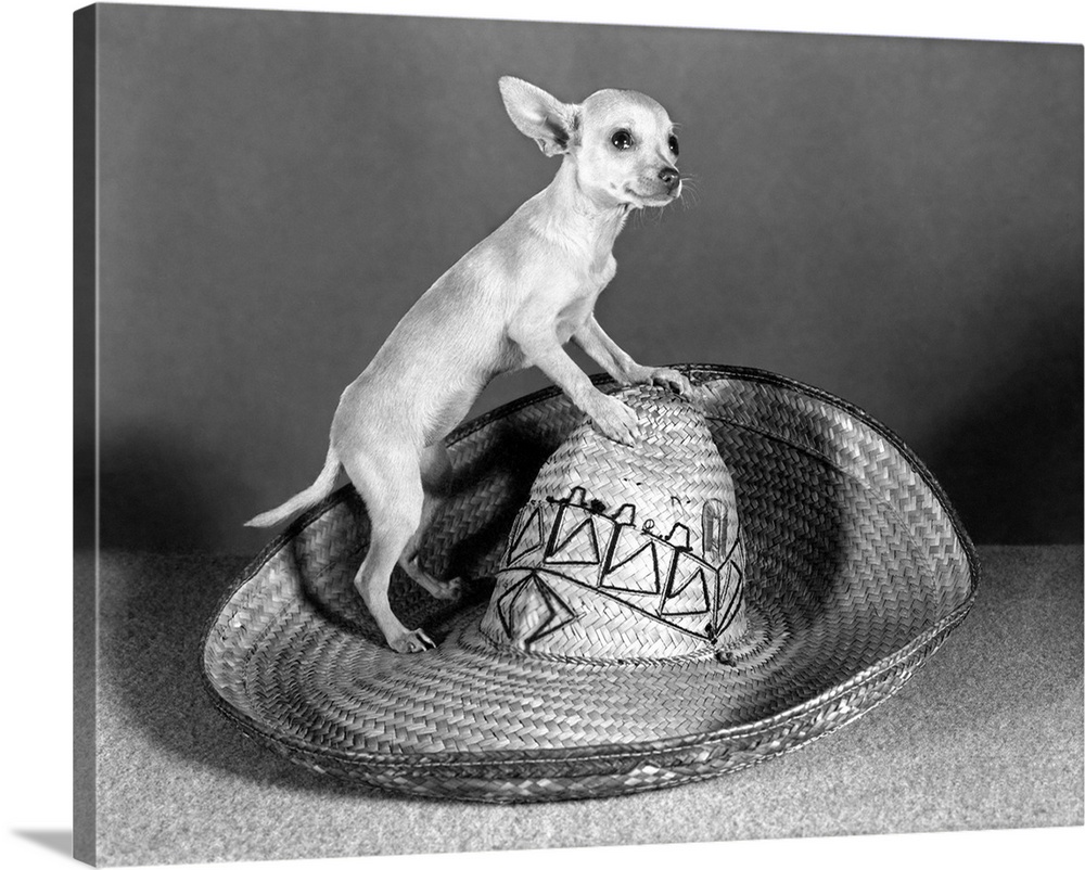 Mexican Chihuahua Standing on Top of A Straw Sombrero Tiny Small Dog Big Hat | Large Stretched Canvas, Black Floating Frame Wall Art Print | Great