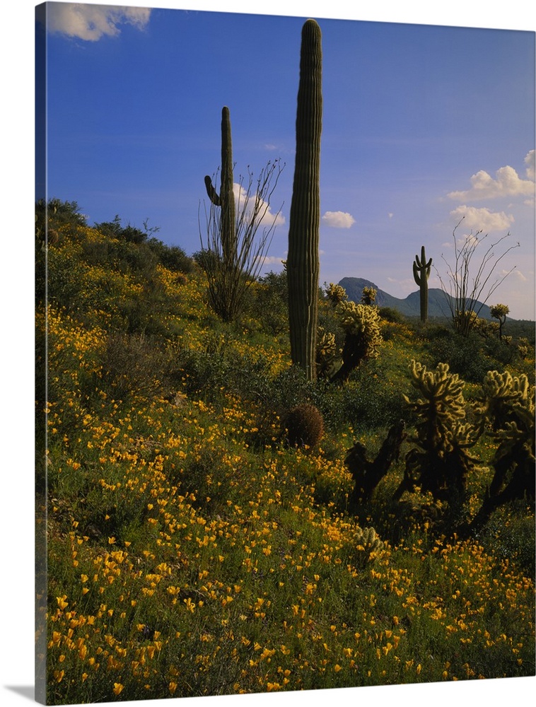 Various types of cacti and tiny yellow flowers grow on a small hill that is photographed during a sunny day.