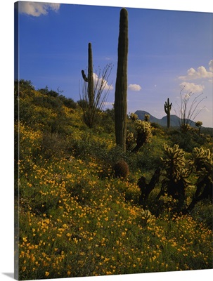 Mexican Gold Poppies (Eschscholzia mexicana) and saguaro cactus on a landscape, Superstition Mountains, Hewitt Canyon, Tonto National Forest, Pinal County, Arizona