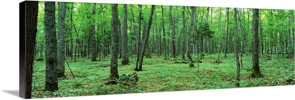 A dense forest is pictured in wide angle view. The ground is blanketed by thick foliage.