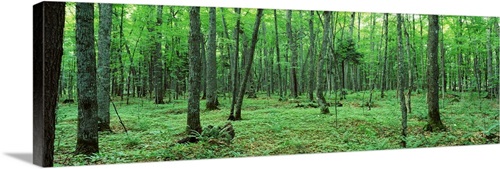 Michigan, Black River National Forest, Trees in a forest Wall Art ...