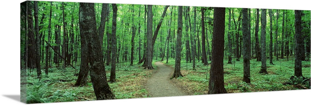 Artwork perfect for the home or office of a panoramic shot of a forest with a walking path going through the middle.