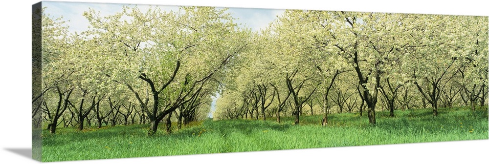 Wide angle photograph on a large wall hanging of many rows of blooming cherry trees in a grassy orchard, in Minnesota.