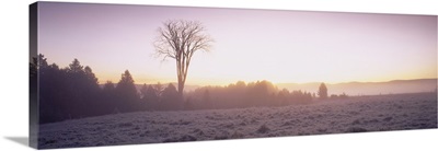 Mist at Dawn Craftsbury VT