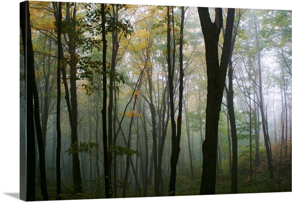Decorative wall art for the home or office this is a landscape photograph of a forest filled with a fog.