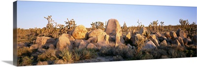 Mojave National Preserve Mojave Desert CA