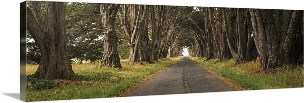 Monterey cypress tree tunnel at the Point Reyes Station, Marin County, California