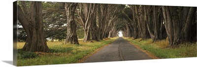 Monterey cypress tree tunnel at the Point Reyes Station, Marin County, California