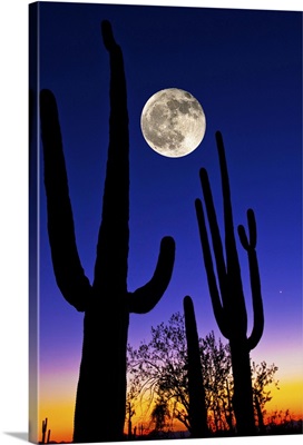 Moon over Saguaro cactus, Tucson, Pima County, Arizona