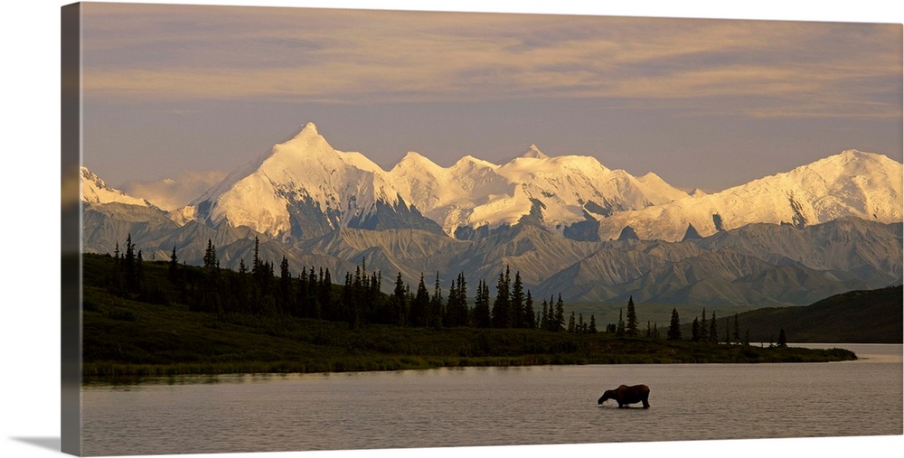 A moose cow knee-deep in the water is dwarfed by the expansive snow-covered mountain range behind her.