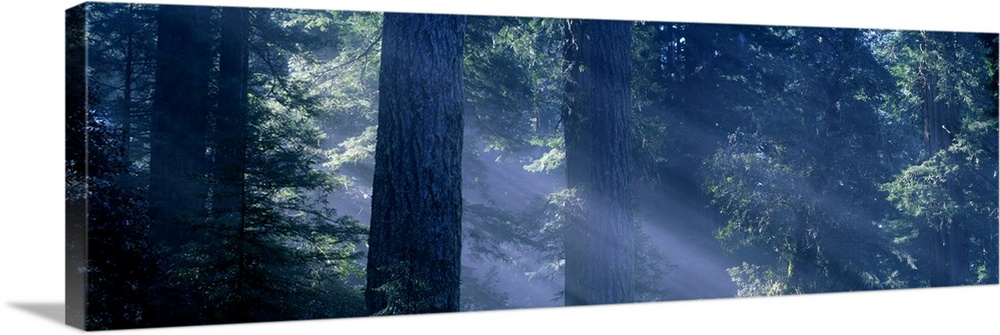 Morning Light and Fog Redwood and Douglas Fir Trees Redwood National Park CA