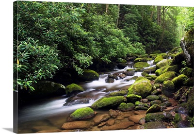 Moss-covered boulders along Roaring Fork, Little Pigeon River, Great Smoky Mountains National Park, Tennessee