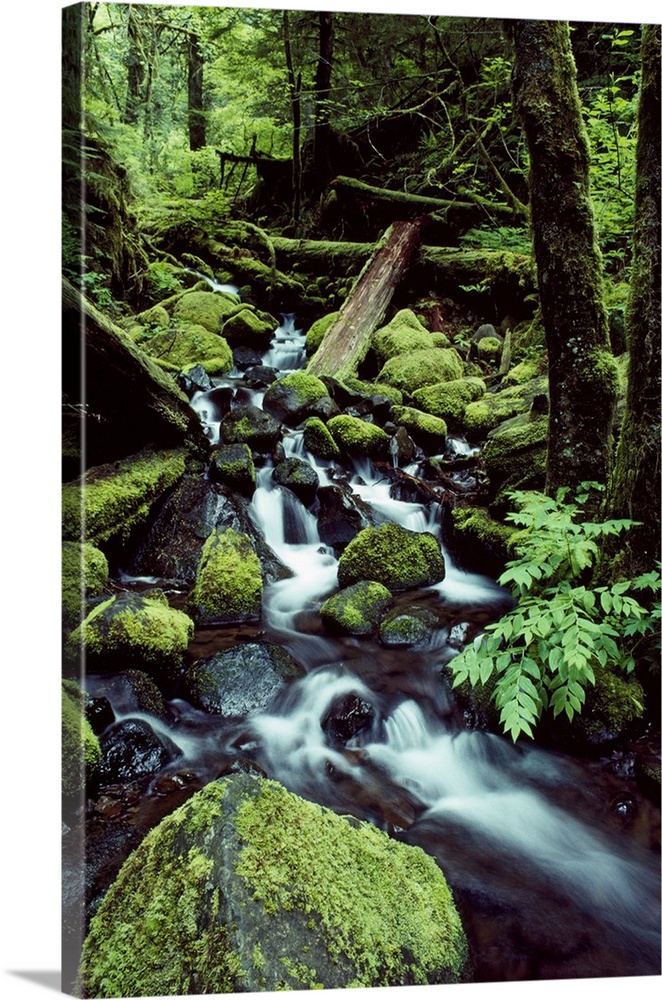 Tall image on canvas of water rushing down and through a forest covered in moss.