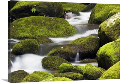 Moss-covered boulders and small cascades along Roaring Fork, Little Pigeon River, Great Smoky Mountains National Park, Tennessee