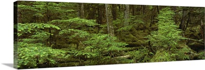 Moss covered trees in the forest, Tongass National Forest, Alaska
