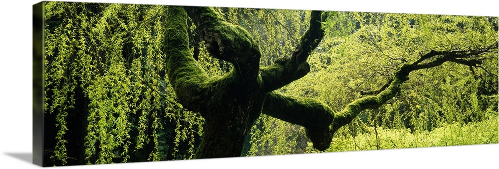 A wide angle view of a weeping willow tree that has moss growing on its trunk and long limbs.