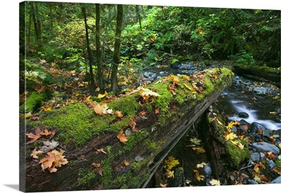 Mossy log over forest stream, fallen autumn color leaves, Fall Creek Falls, Umpqua National Forest, Oregon