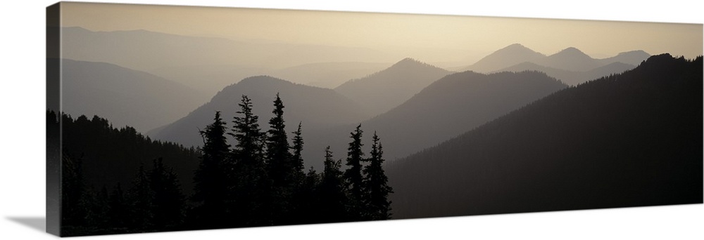 Panoramic photograph of a foggy sky over the mountains, silhouetted pine trees in the foreground, in Mount Rainier Nationa...