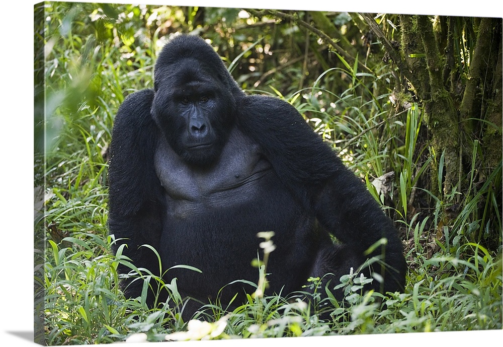 Mountain gorilla (Gorilla beringei beringei) in a forest