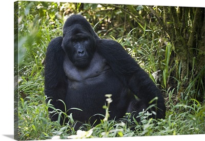 Mountain gorilla (Gorilla beringei beringei) in a forest