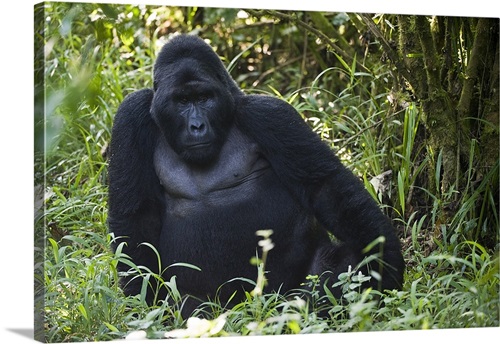 Gorilla male silverback great ape of Africa sitting in green jungle bushes  Throw Pillow