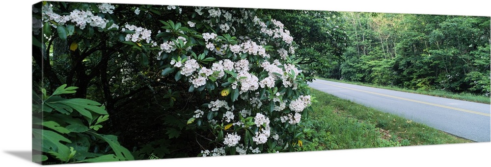 Mountain Laurel (Kalmia latifolia) flowers at roadside, Blue Ridge Parkway, North Carolina