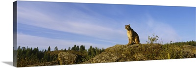 Mountain Lion sitting on a rock, Montana, (Felis concolor)