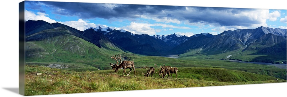 Panoramic picture taken of a mountain range off in the distance with vast fields in front of them and caribou feeding on t...