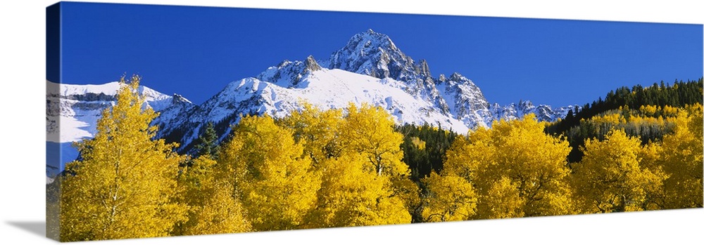 Oversized, landscape photograph of golden autumn trees in front of the snow covered mountains of Sneffels Range, on a back...