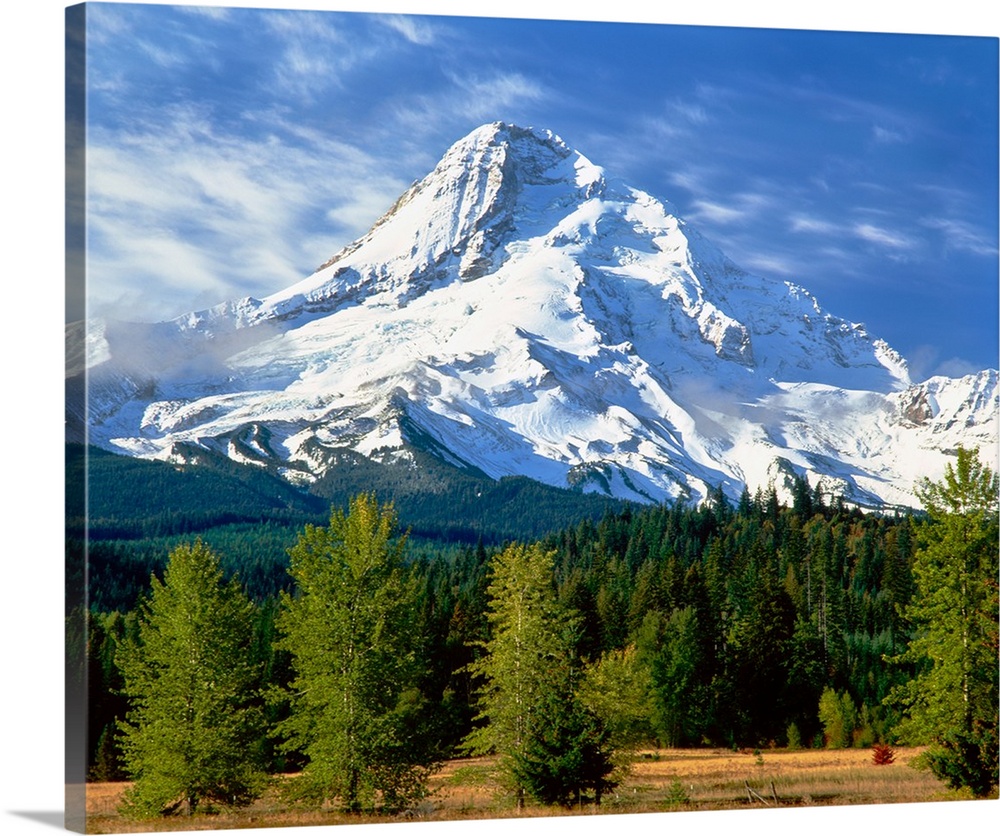 Trees with snowcapped mountain range in the background, Mt Hood, Upper Hood River Valley, Hood River County, Oregon, USA