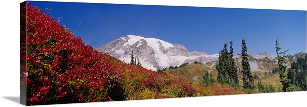 Mt Rainier National Park WA