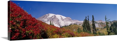 Mt Rainier National Park WA