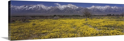 Mt Williamson Sierra Nevada Mountain Range CA