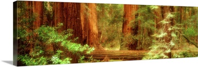 Muir Woods Redwoods CA