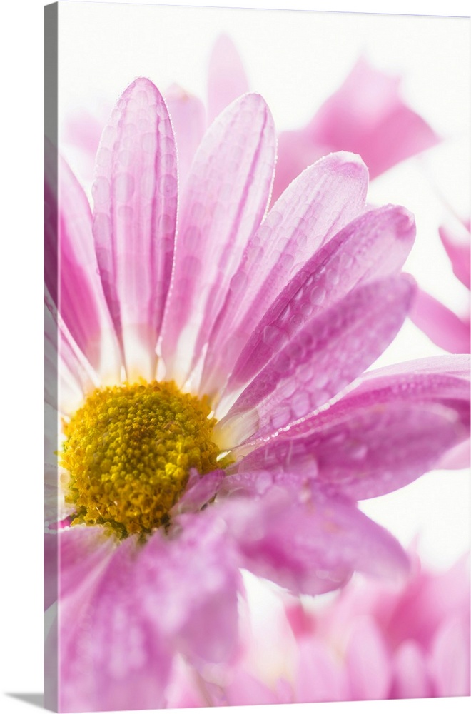 Mums flowers against a white background.