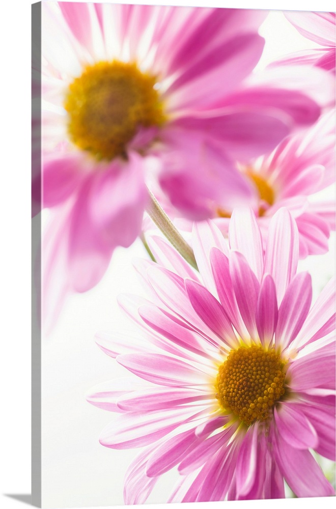 Mums flowers against white background.