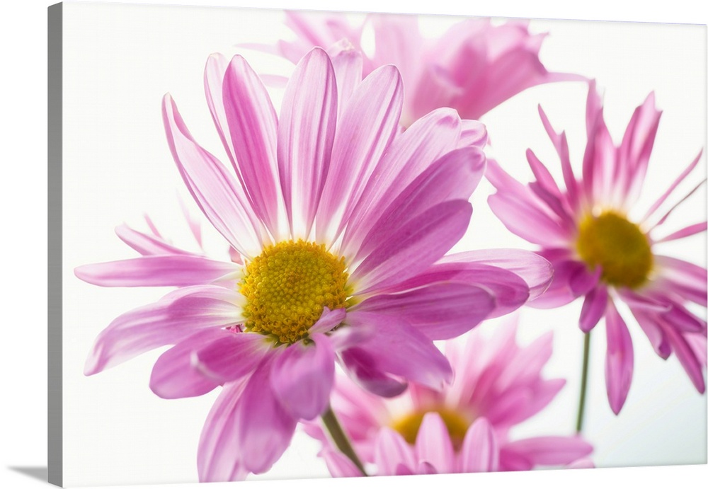 Mums flowers against white background.