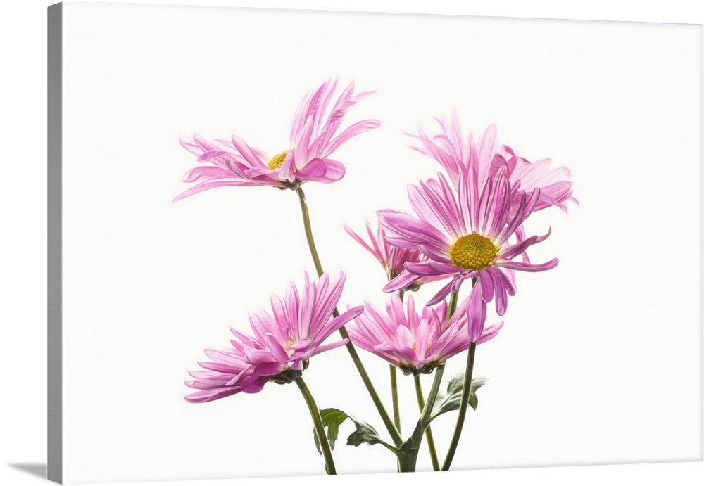 Mums flowers against white background.