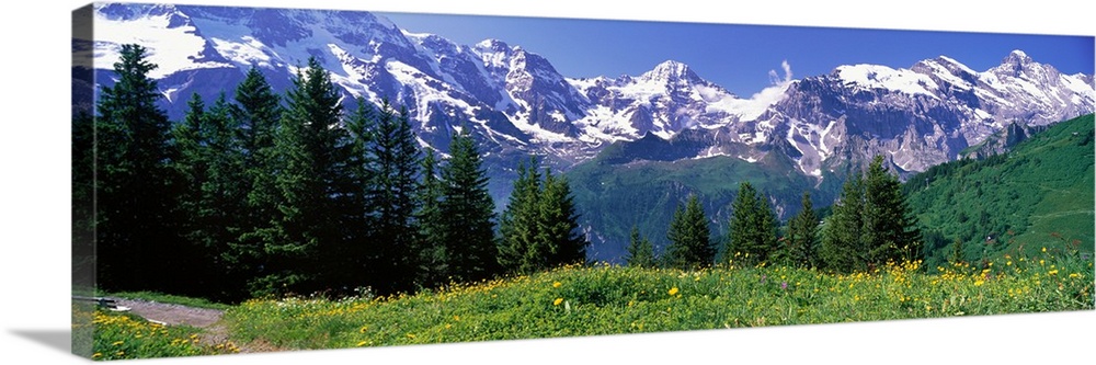 Large panoramic photo on canvas of a field and tree line in front of rugged snowy mountains.
