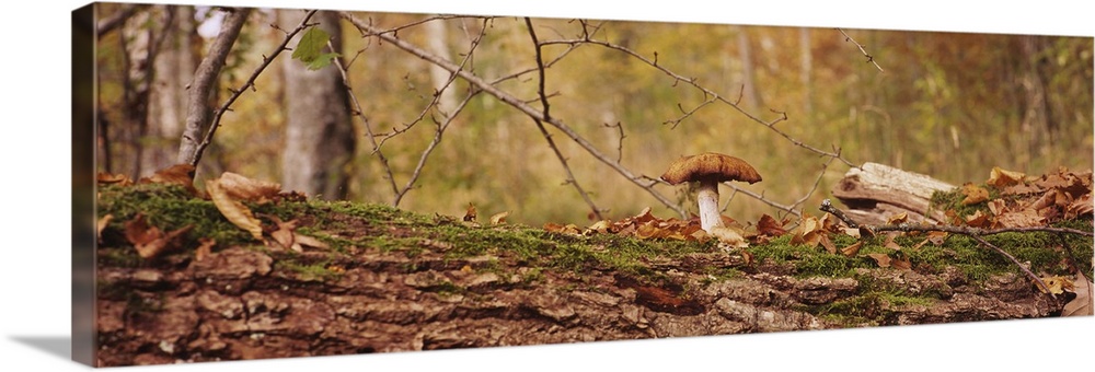 Mushroom on a tree trunk, Baden-Wurttemberg, Germany