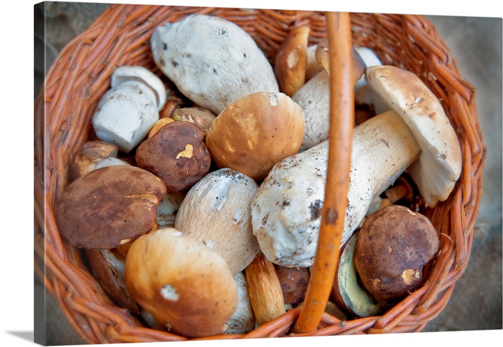 Mushrooms in a basket, southern bohemia, czech republic.