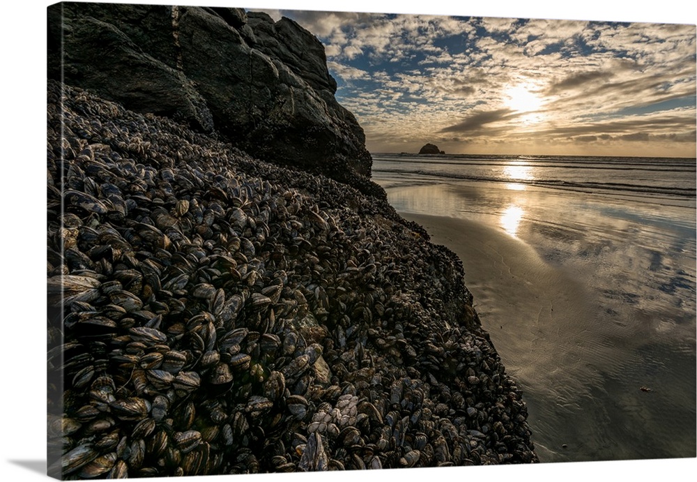 Mussels and Barnacles on rock at sunset, Sand Dollar Beach, Plaskett Creek, Big Sur, California, USA