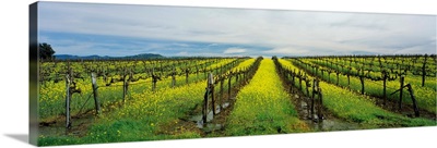 Mustard crop in a vineyard, Carneros District, Napa Valley, Napa County, California