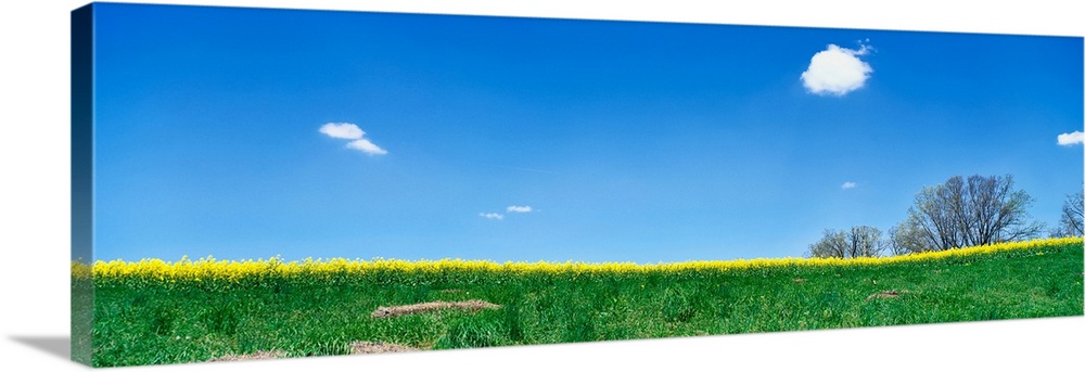 Mustard field and blue sky, dewitt county, illinois, USA.