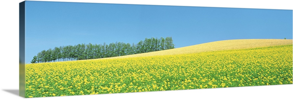 Mustard field with blue sky in background