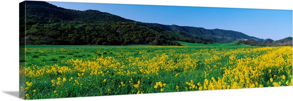 Mustard Topa Topa Mountains CA