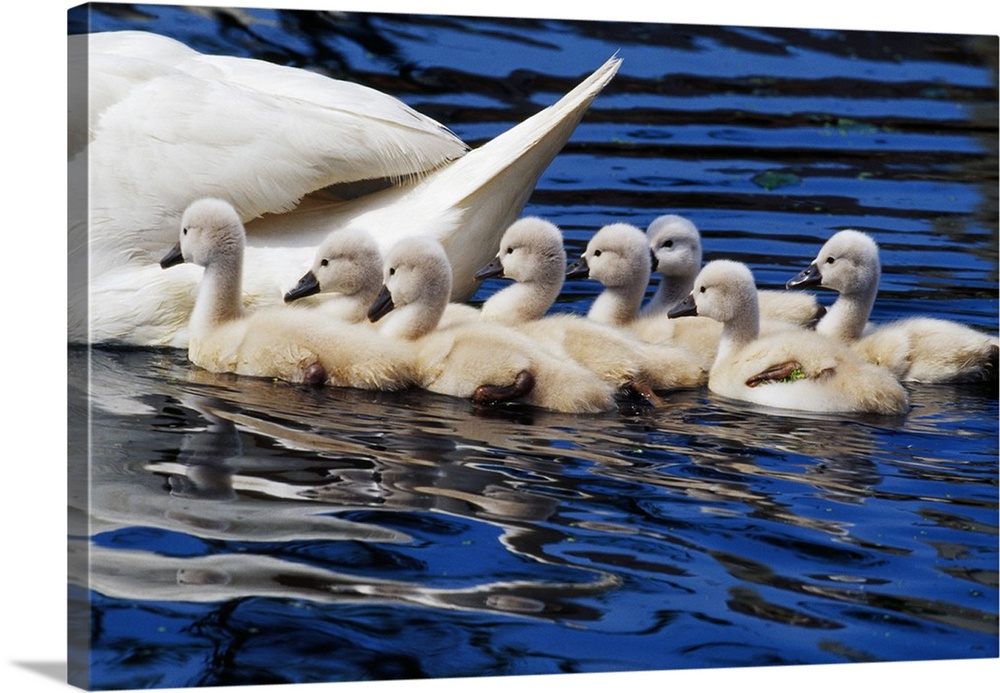 The back of a swan is photographed as its babies follow closely in the water.