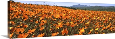 Namaqua Parachute-Daisies flowers in a field, South Africa