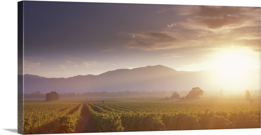 The sun rises over the valley filled with endless rows of grapes growing to be made into wine in this landscape photograph...